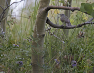 Warbling Vireo 3373